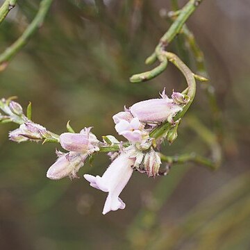 Eremophila dempsteri unspecified picture