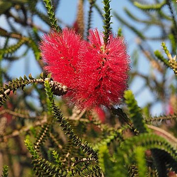 Melaleuca coccinea unspecified picture