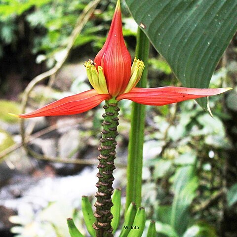 Musa nanensis unspecified picture