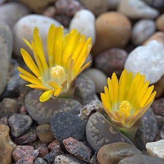 Lithops otzeniana unspecified picture