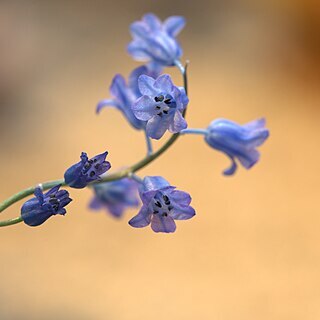 Hyacinthella venusta unspecified picture