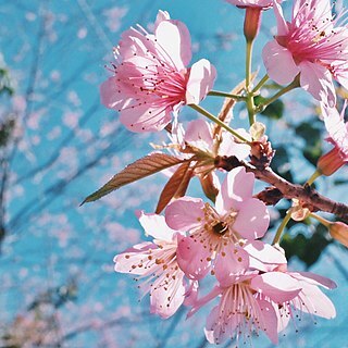 Prunus cerasoides unspecified picture