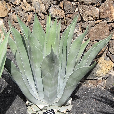 Agave asperrima unspecified picture