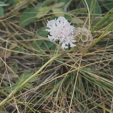 Lomelosia isetensis unspecified picture