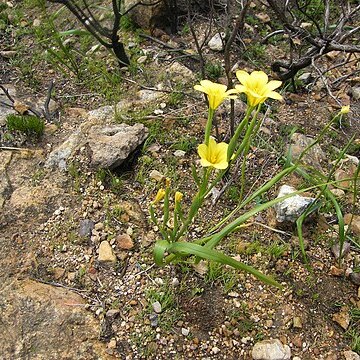 Moraea ochroleuca unspecified picture