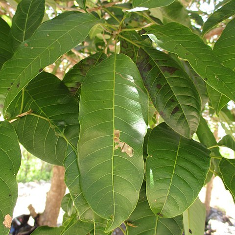 Vitex cofassus unspecified picture