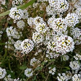 Lobularia unspecified picture