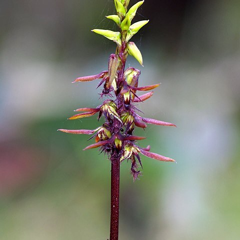 Genoplesium morrisii unspecified picture