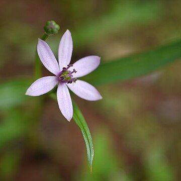 Iphigenia stellata unspecified picture