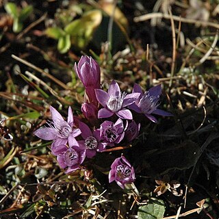 Gentianella pilosa unspecified picture