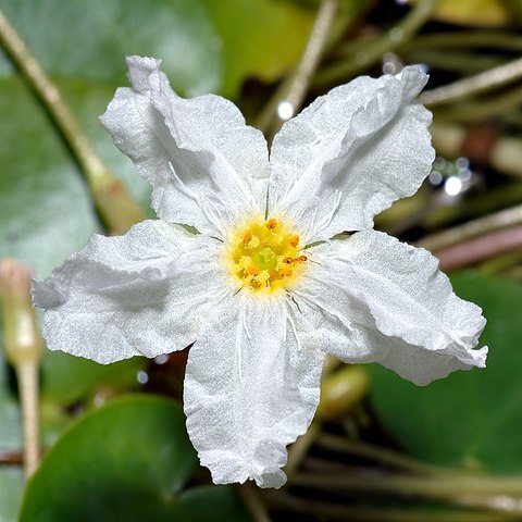 Nymphoides ezannoi unspecified picture