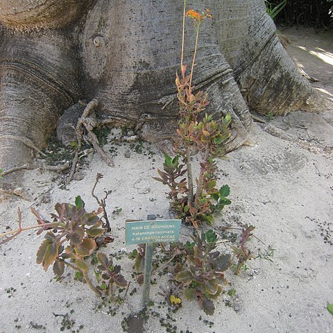 Kalanchoe laciniata unspecified picture