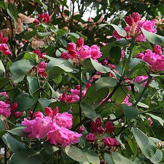 Rhododendron orbiculare unspecified picture