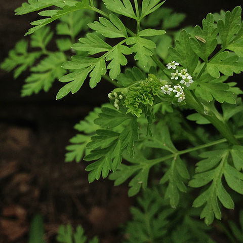 Chaerophyllum procumbens unspecified picture