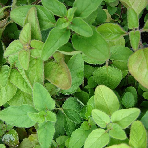 Origanum majoricum unspecified picture