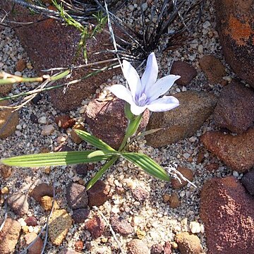 Babiana villosula unspecified picture