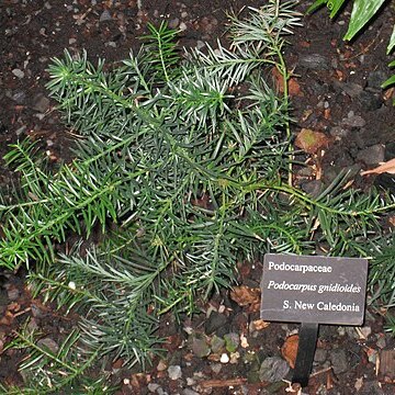 Podocarpus gnidioides unspecified picture