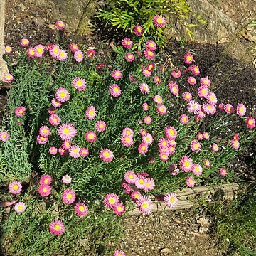 Rhodanthe chlorocephala subsp. chlorocephala unspecified picture