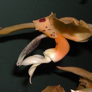 Stanhopea posadae unspecified picture