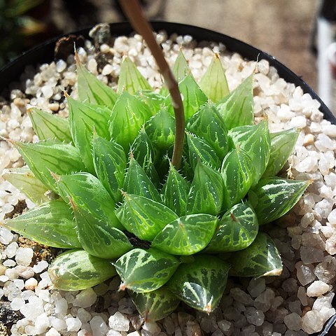 Haworthia cooperi unspecified picture