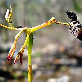 Drakaea livida unspecified picture