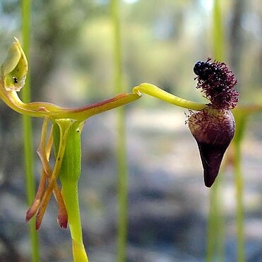 Drakaea elastica unspecified picture