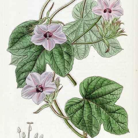 Ipomoea dichroa unspecified picture