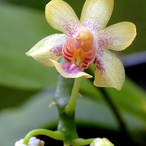 Phalaenopsis deliciosa subsp. hookeriana unspecified picture