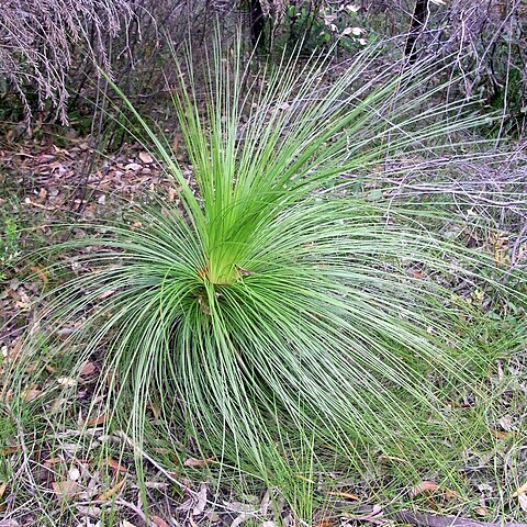 Xanthorrhoea media unspecified picture