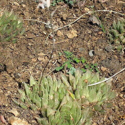 Haworthia mucronata unspecified picture