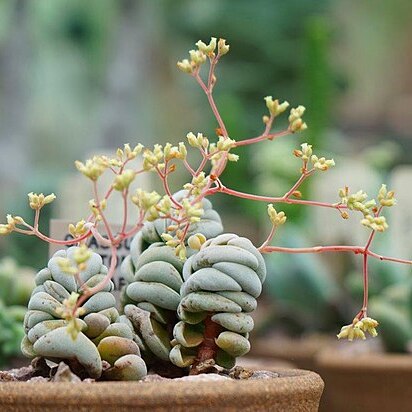 Crassula alstonii unspecified picture