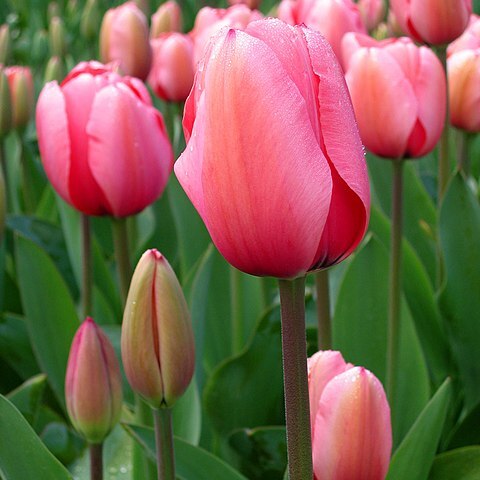 Tulipa unspecified picture