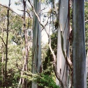 Eucalyptus nitens unspecified picture