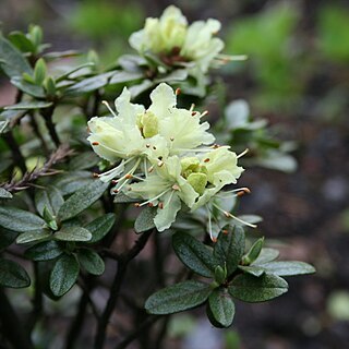 Rhododendron rupicola var. chryseum unspecified picture