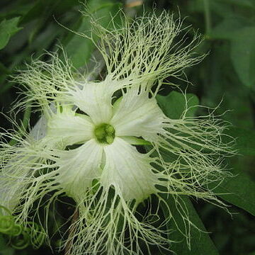 Trichosanthes rosthornii unspecified picture