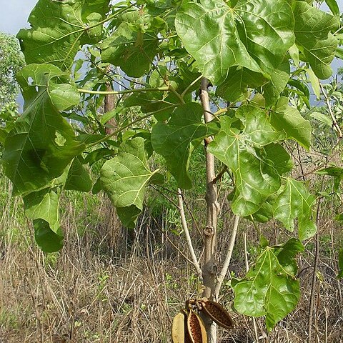 Brachychiton megaphyllus unspecified picture