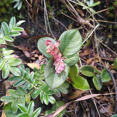 Gaultheria glomerata unspecified picture