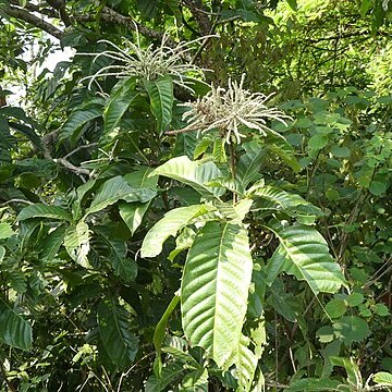 Lithocarpus elegans unspecified picture