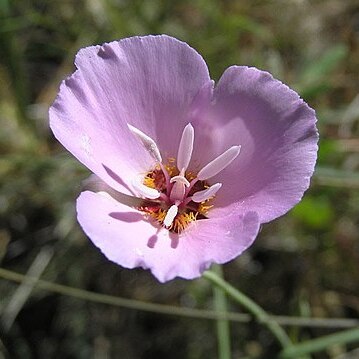 Calochortus palmeri unspecified picture