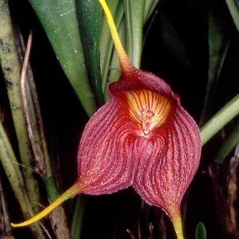 Masdevallia hercules unspecified picture