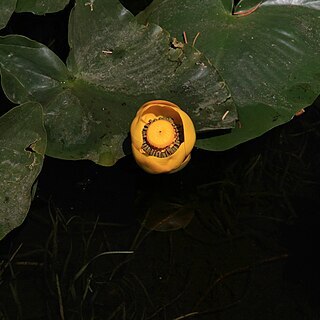 Nuphar polysepala unspecified picture