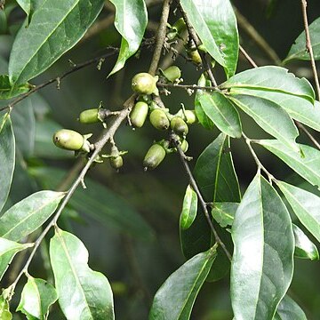 Diospyros sylvatica unspecified picture