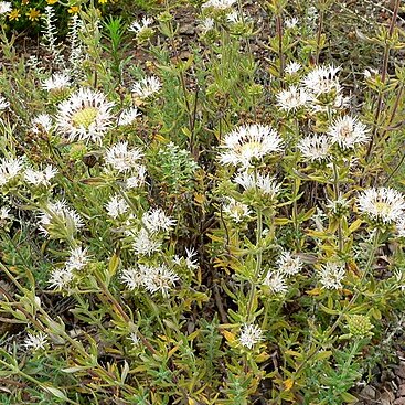 Monardella hypoleuca unspecified picture