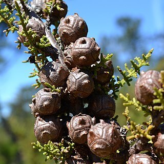 Cupressus goveniana unspecified picture