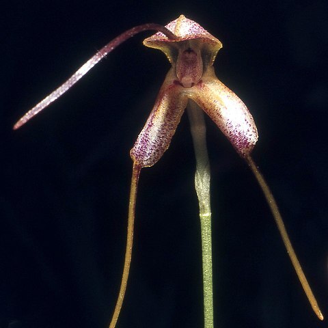 Masdevallia estradae unspecified picture