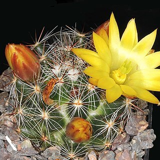 Mammillaria melaleuca unspecified picture