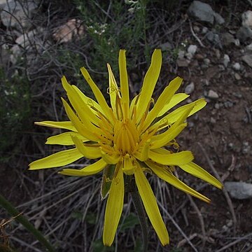 Scorzonera laciniata unspecified picture