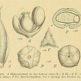 Aphanisma unspecified picture