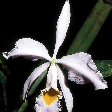 Cattleya wallisii unspecified picture