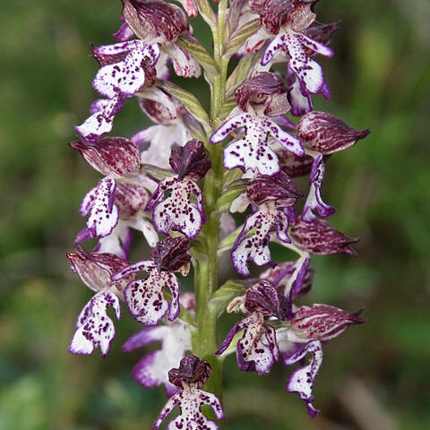 Orchis unspecified picture